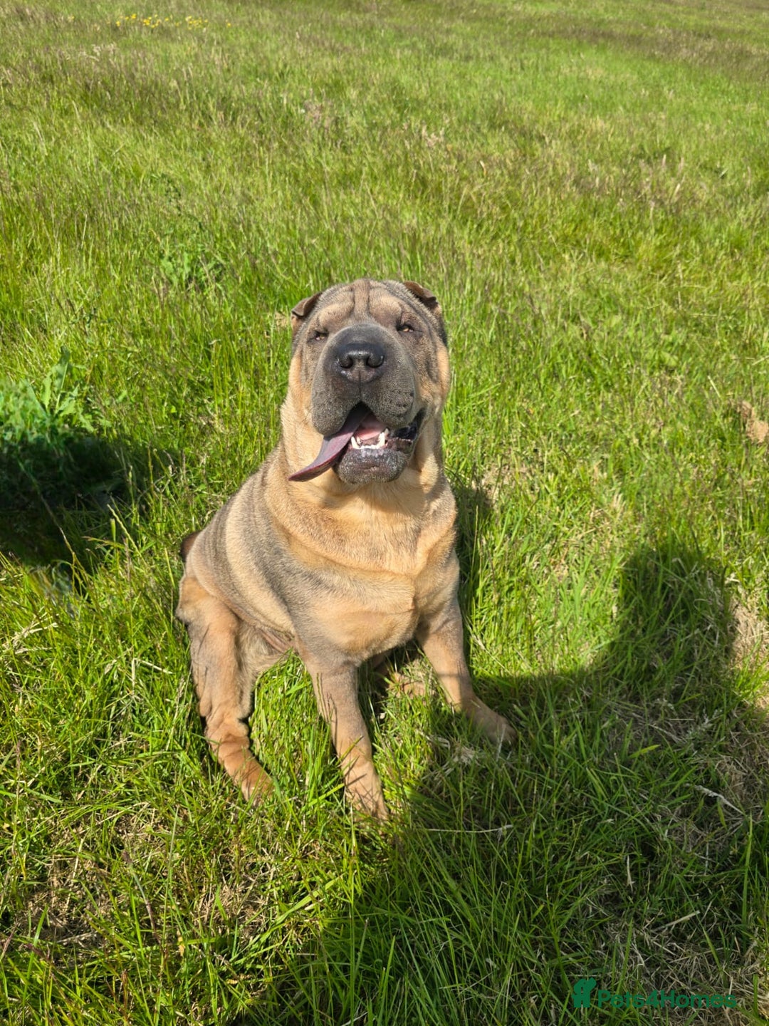 Shar Pei dogs for sale: Beautiful litter of Shar Pei puppies!  - Advert 37