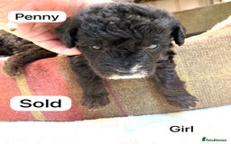 Mixed Breed dogs for sale: Gorgeous Cockapoo/Jackapoo Puppies - Image 10