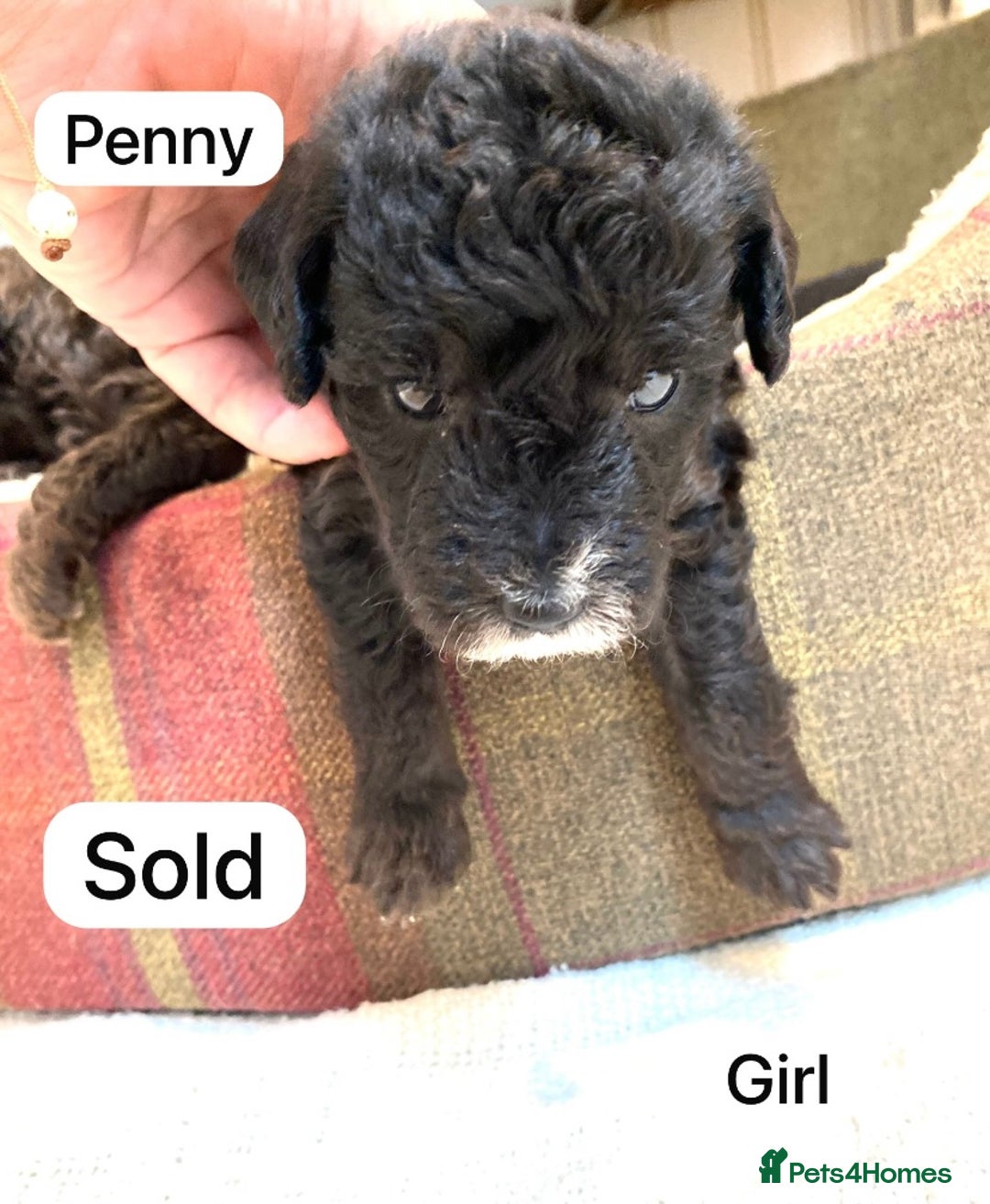 Mixed Breed dogs for sale: Gorgeous Cockapoo/Jackapoo Puppies - Image 10