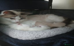 Ragdoll cats for sale: Ragdoll Kittens - Image 4