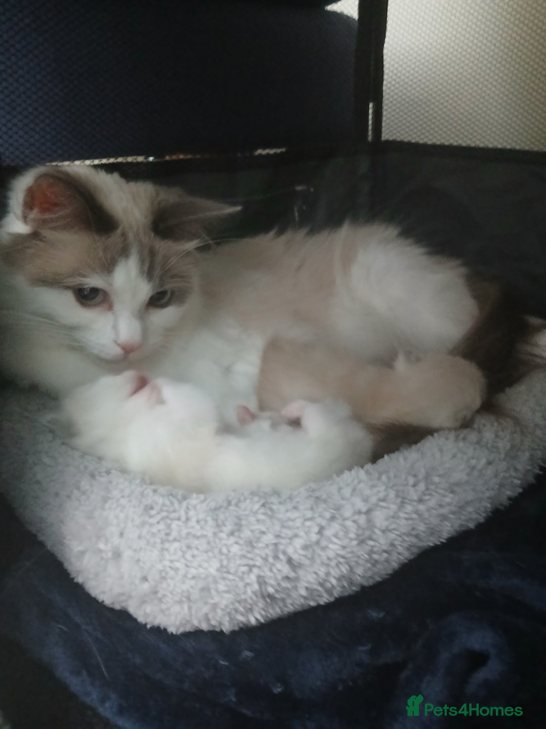 Ragdoll cats for sale: Ragdoll Kittens - Image 4