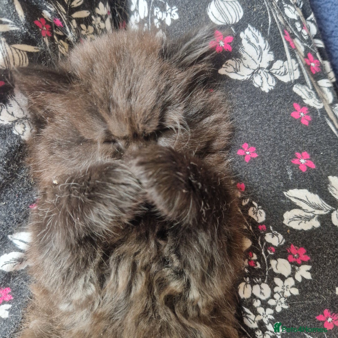 Mixed Breed cats for sale: Stunning kitty's please read full ad  - Image 13