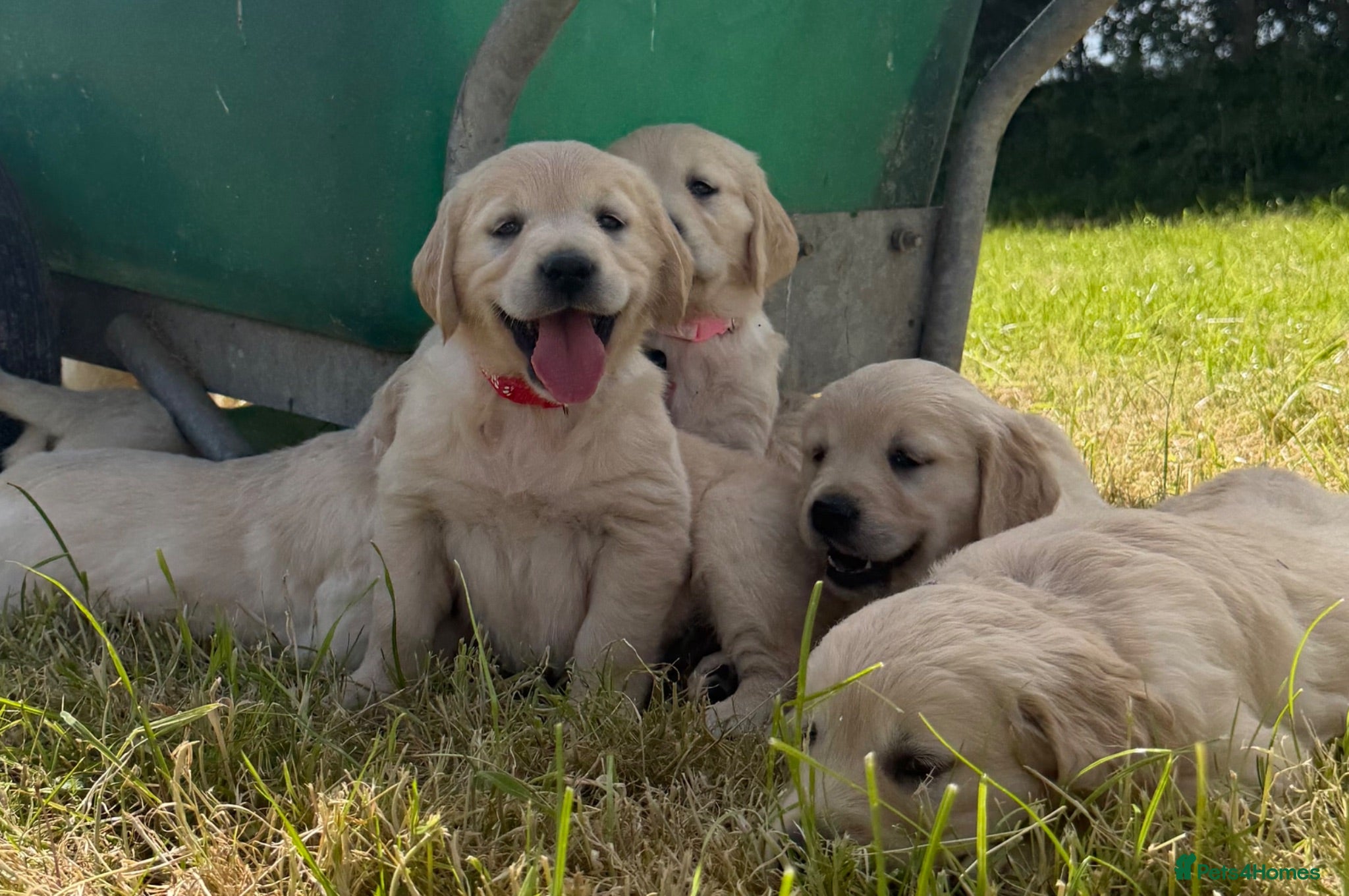Golden Retriever dogs for sale: Beautiful Golden Retriever Puppies - Advert 1