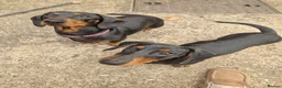 Dachshund dogs for sale: 2 REMAINING KC standard dachshunds - Advert 3