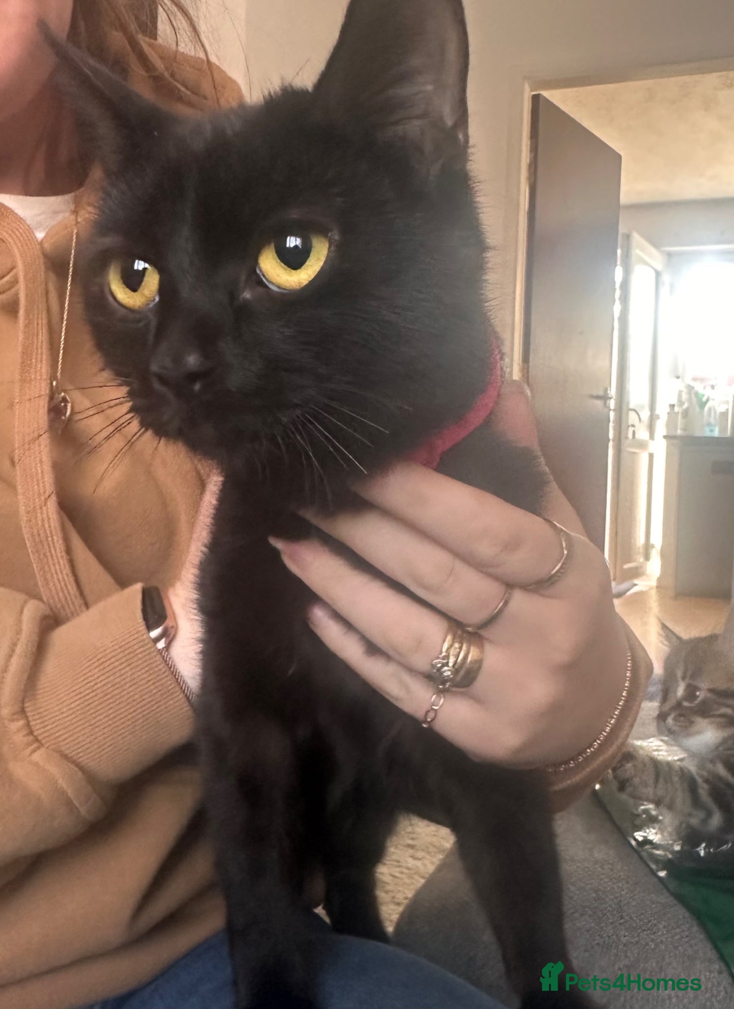 Mixed Breed cats for sale: 2 female black kittens price each in Kettering - Advert 1