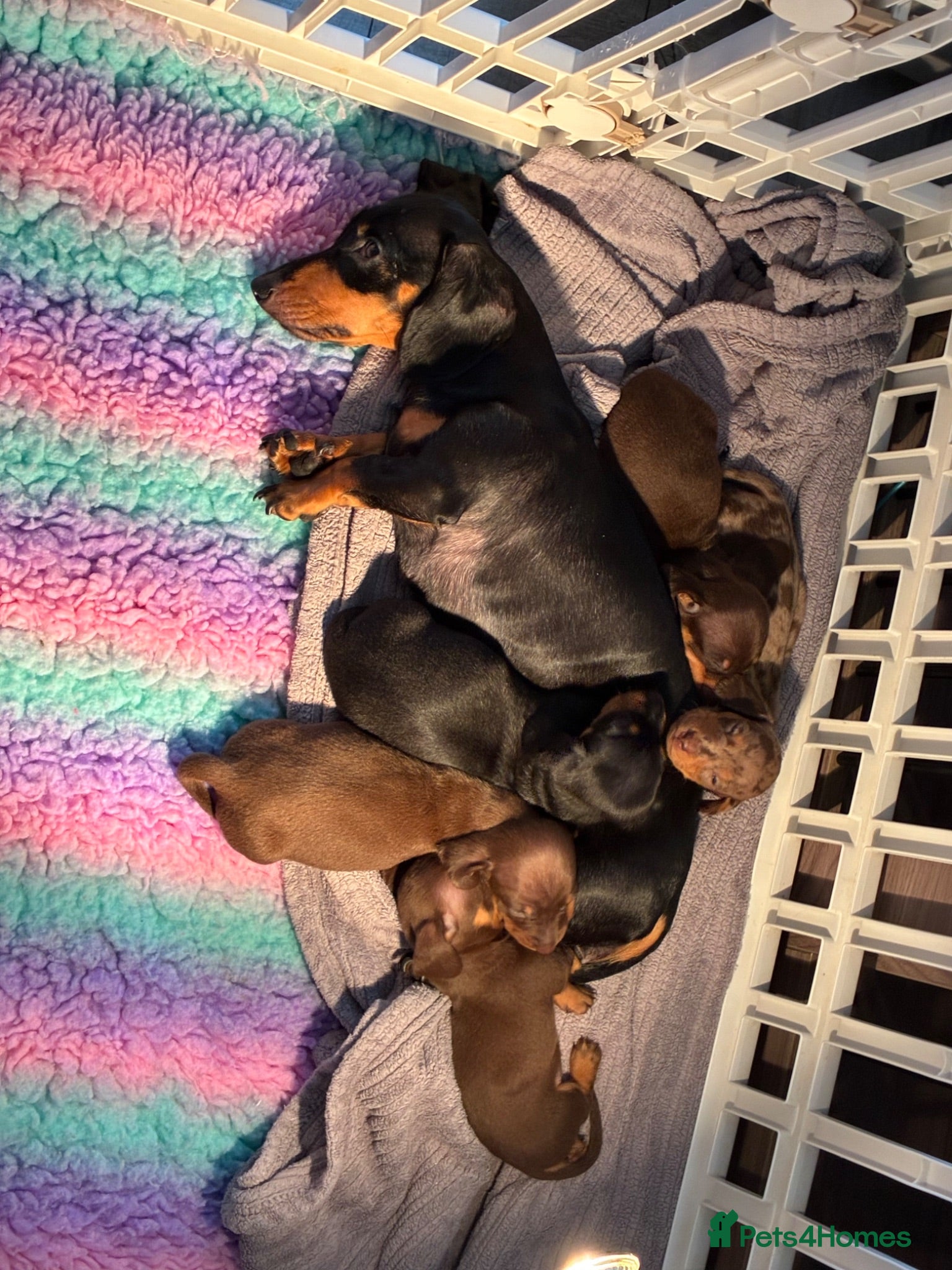 Miniature Dachshund dogs Stunning miniature kc dachshund pups for sale  - Advert 1