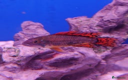 Other/Mixed Breed fish for sale: Fish Stock List - Updated Regularly  - Image 17