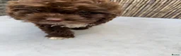 Cockapoo dogs for sale: Cockapoo  - Advert 3
