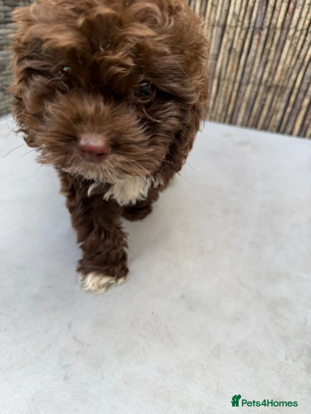 Cockapoo dogs for sale: Cockapoo  - Advert 3