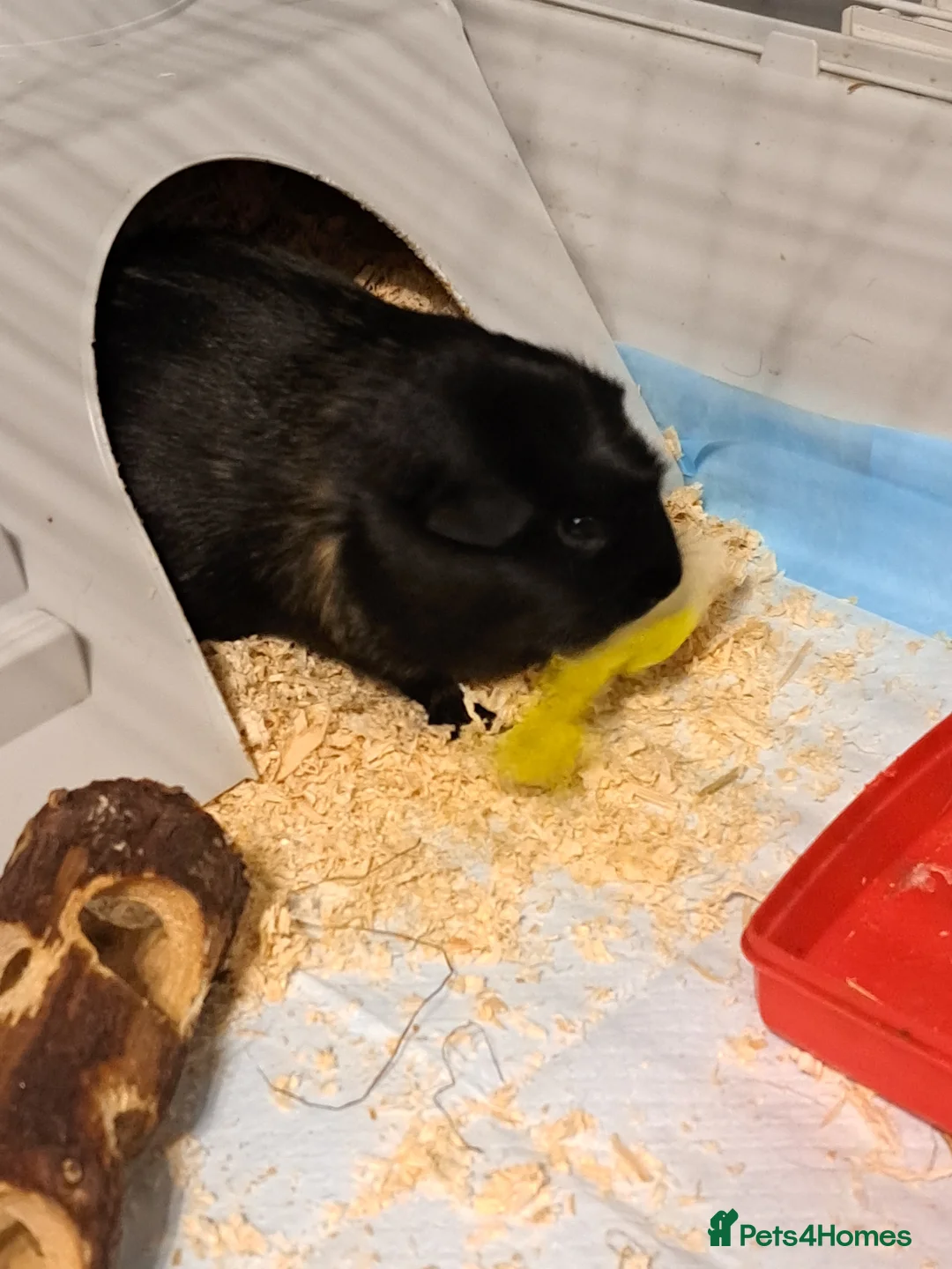 Guinea Pig rodents for sale: Guinea pig - Advert 2