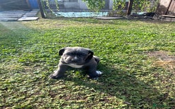 Cane Corso dogs for sale: Cane corso puppies looking for their forever homes - Image 6