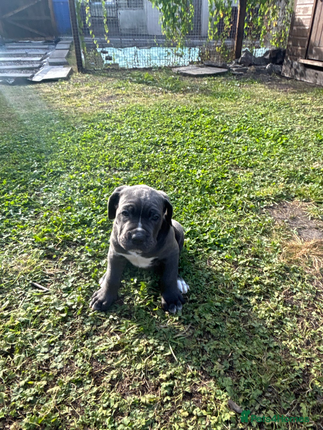 Cane Corso dogs for sale: Cane corso puppies looking for their forever homes - Image 6