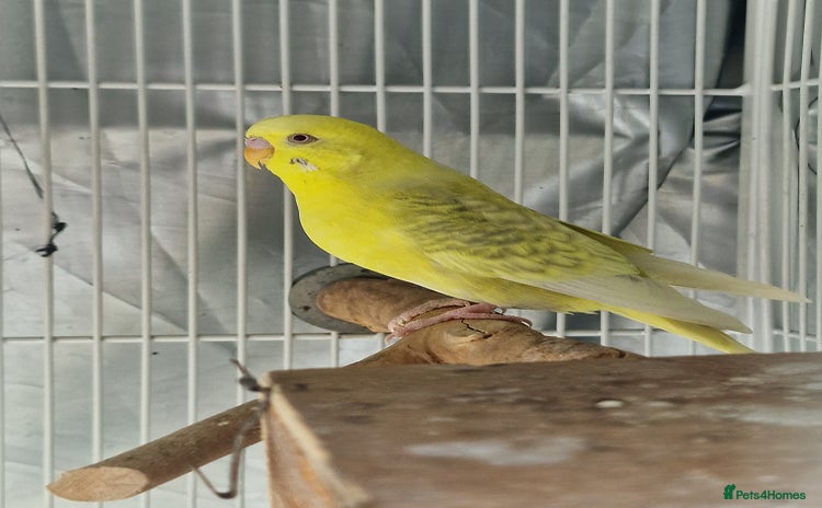 Budgerigars birds - Advert 2