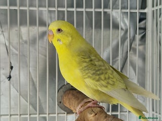 Budgerigars birds - Advert 37