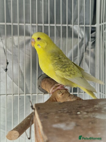 Budgerigars birds - Advert 12