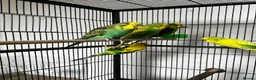 Budgerigars birds for sale: Beautiful Home Bred Young Budgies - Advert 4
