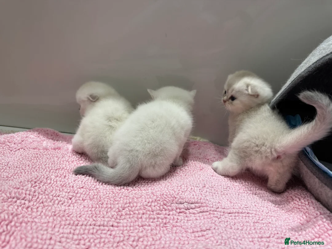 Scottish Fold cats for sale: Full pedigree Scottish fold kittens  - Advert 8