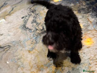 Cockapoo dogs Beautiful Cockapoo miniature (NEED TO GO QUICK🙏) - Advert 18