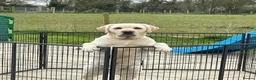 Labrador Retriever dogs for sale: Beautiful Labrador Puppies - Advert 19