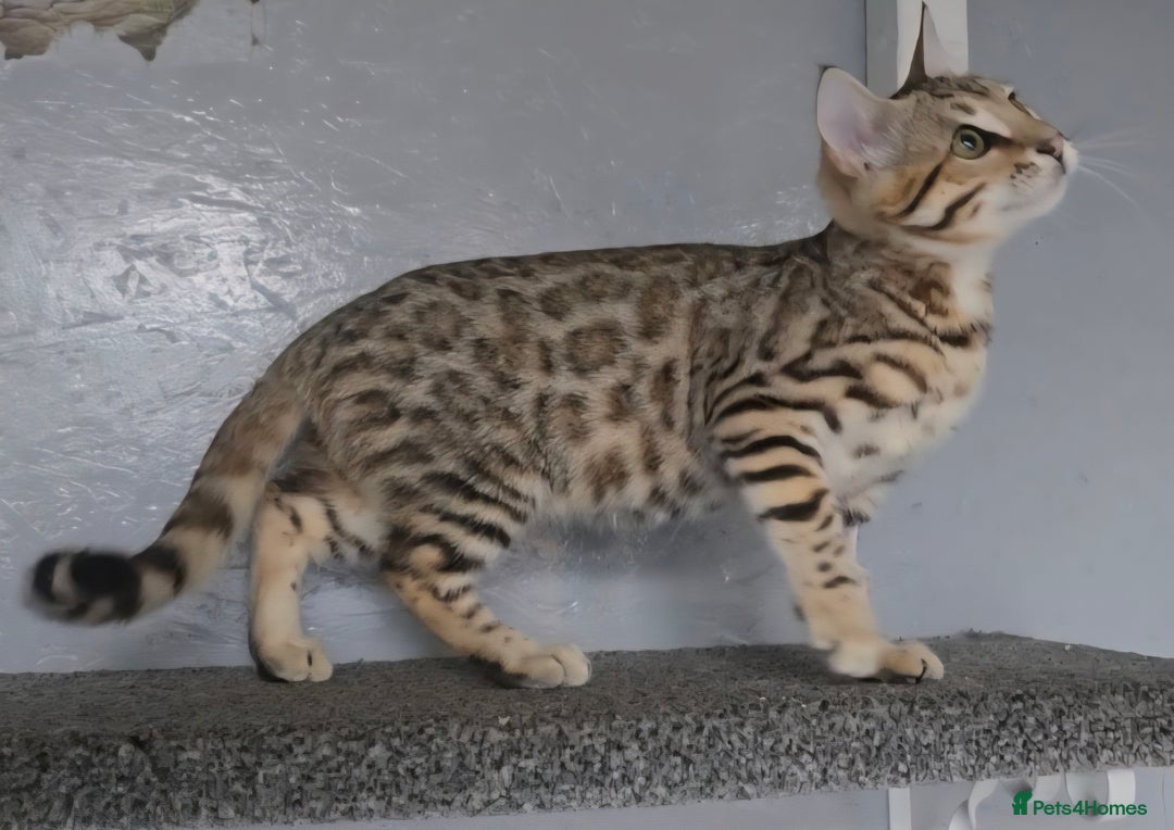 Bengal cats for sale: 1 beautiful bengal girl ready to leave now - Image 9