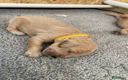 Goldendoodle dogs for sale: F1b Goldendoodles available for reservation - Image 9