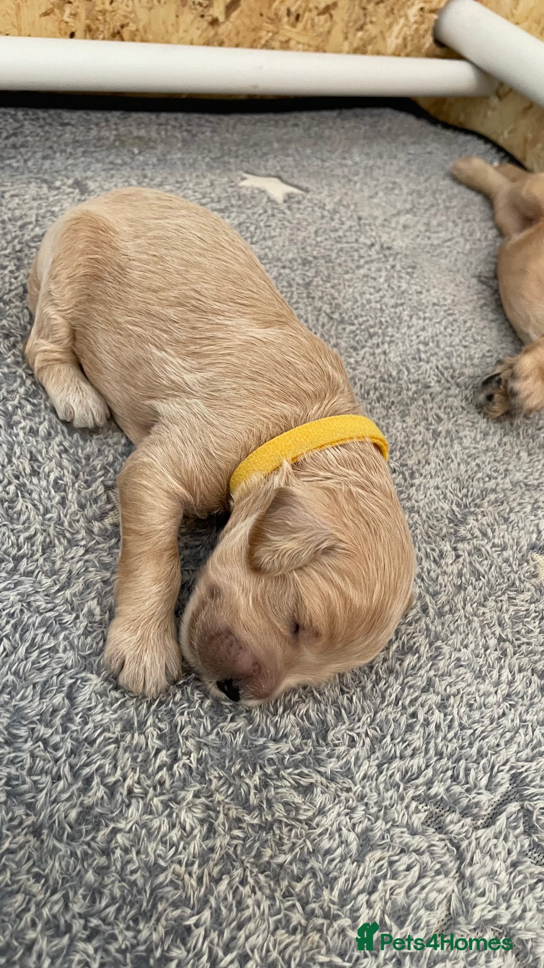 Goldendoodle dogs for sale: F1b Goldendoodles available for reservation - Image 9