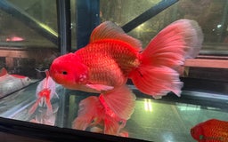 Fancy Goldfish fish for sale: Thai pleated goldfish - Image 18