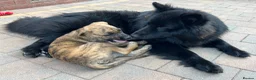 German Shepherd dogs for stud: *Proven* Black German Shepherd Dog Male at Stud  - Advert 7