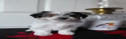 Biewer Terrier dogs for sale: Stunning Biewer Terrier puppies-Well-Trained  - Advert 8