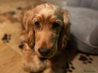 Cocker Spaniel dogs Show cocker spaniel STUD in Lincoln - Advert 21