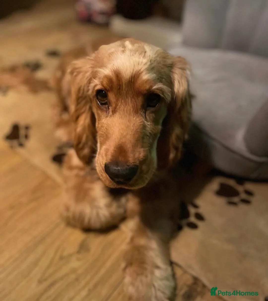 Cocker Spaniel dogs for stud: Show  cocker spaniel STUD in Lincoln - Advert 1