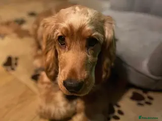 Cocker Spaniel dogs Show cocker spaniel STUD in Lincoln - Advert 11