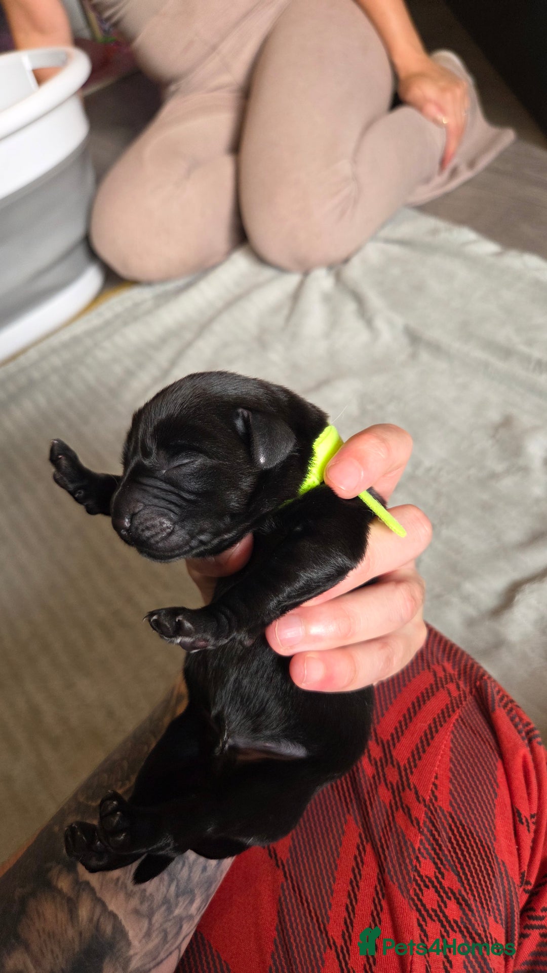 Labrador Retriever dogs for sale: Beautiful pedigree labrador puppies  - Image 10