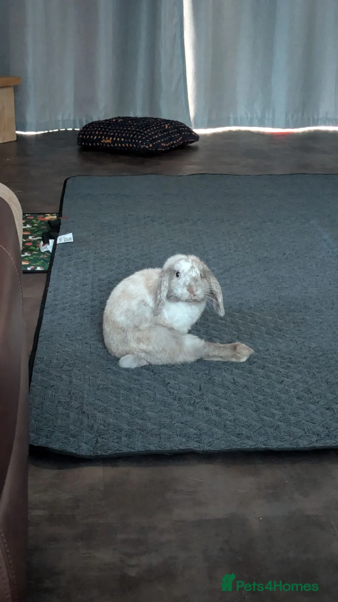 Mini Lop rabbits for sale: 14 week old mini lop male in King's Lynn - Advert 5