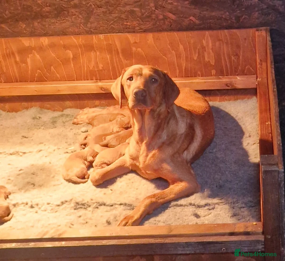 Labradoodle dogs for sale: Possibly The darkest fox red labradoodles in Alnwick - Advert 2