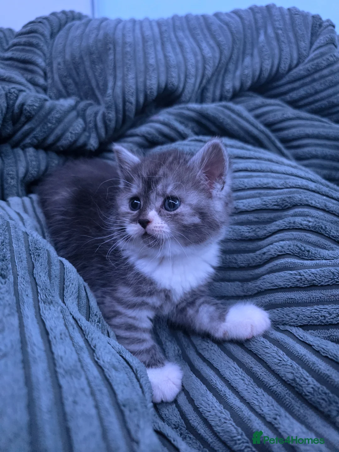 Mixed Breed cats for sale: Beautiful Persian Cross kittens in Northampton - Advert 2