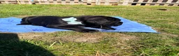 Cane Corso dogs for sale: Cane Corso puppy’s  - Advert 32