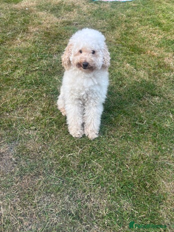 Mixed Breed dogs - Advert 4