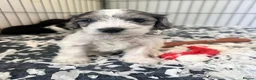 Cockapoo dogs for sale: Rare coloured f1 cockapoo pups - Advert 4