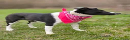 Mixed Breed dogs for adoption: ❤️🐶 RIABA – THE COMPANION EVERY FAMILY DREAMS OF in Burton-on-Trent - Advert 3