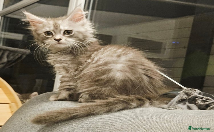 Maine Coon cats - Advert 15