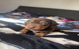 Miniature Dachshund dogs for sale: Miniature dashaund puppies only ONE BOY available  - Image 4