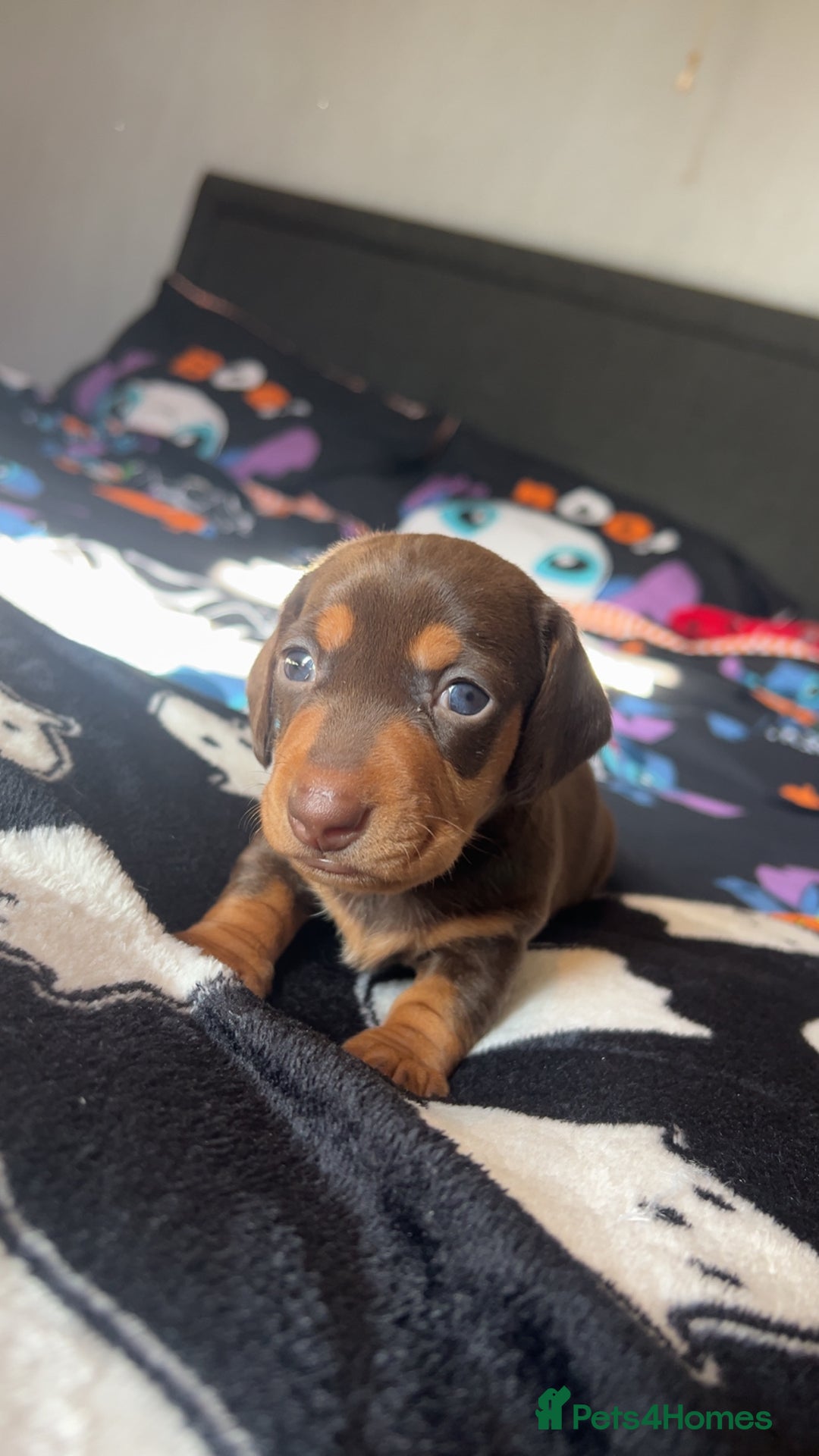 Miniature Dachshund dogs for sale: Miniature dashaund puppies only ONE BOY available  - Image 4
