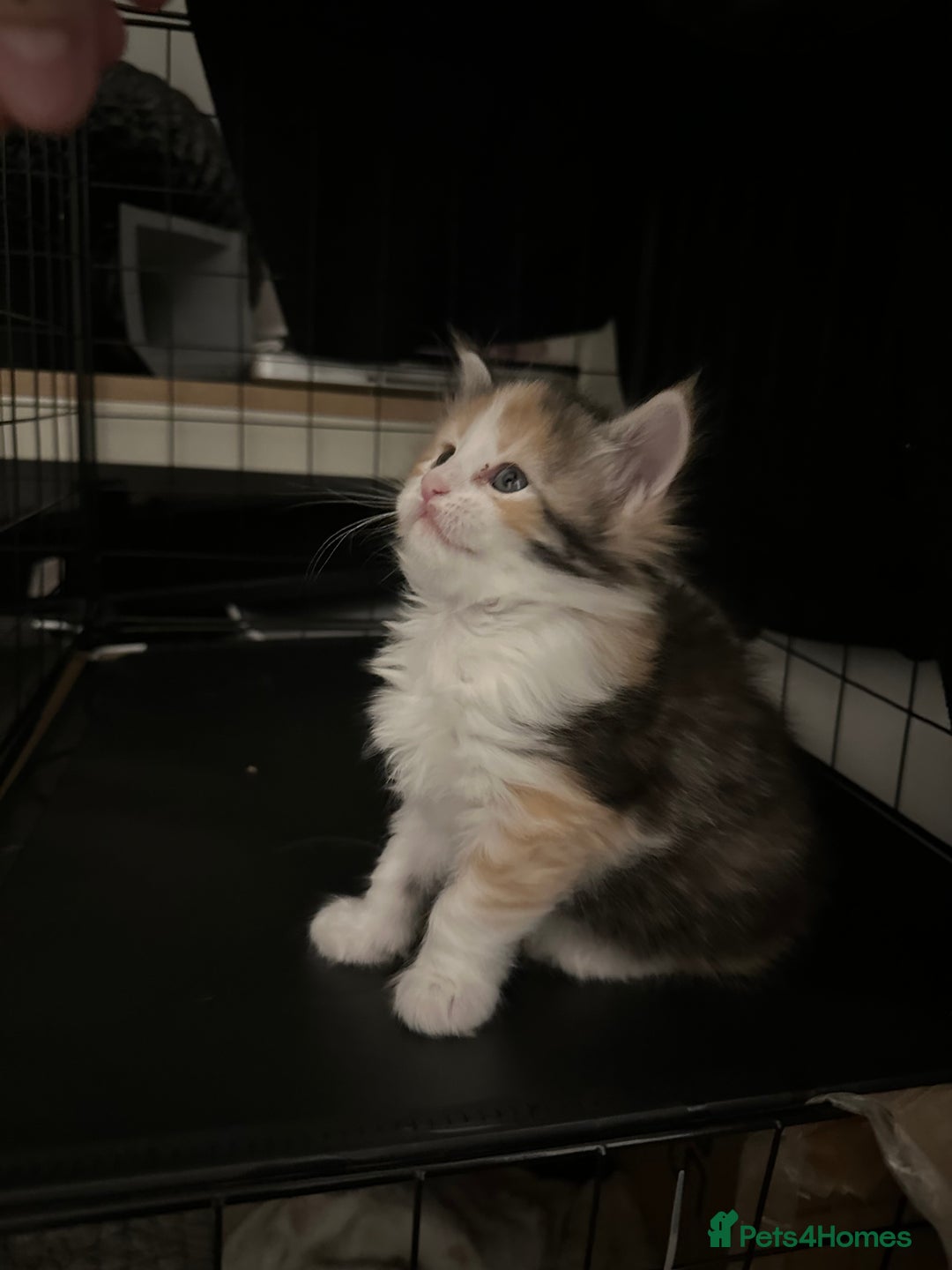 Maine Coon cats for sale: 6x Maine Coon kittens for sale - Advert 5