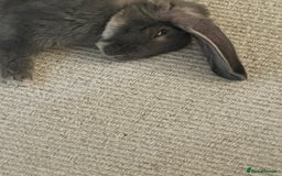 French Lop rabbits for sale: Lovely bunny for rehoming.  - Image 5