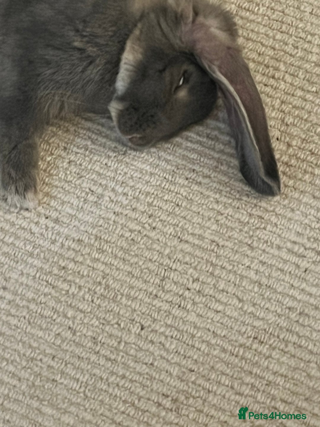 French Lop rabbits for sale: Lovely bunny for rehoming.  - Image 5