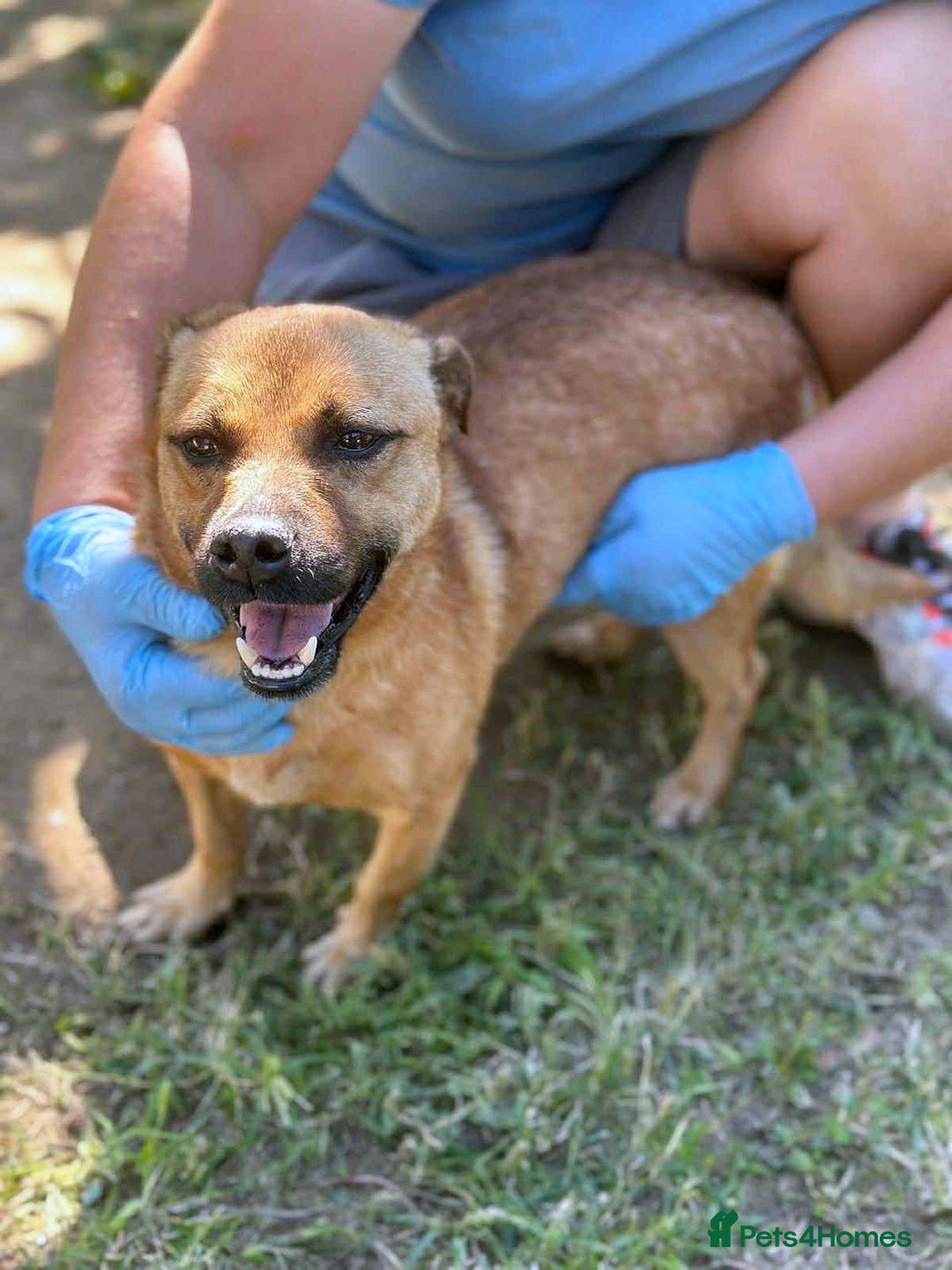 Mixed Breed dogs for adoption: 🐾 Duggie – a little Daug full of love 💛 - Advert 3