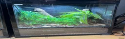 Gecko reptiles for sale: Chahoua Mossy Gecko - Advert 5