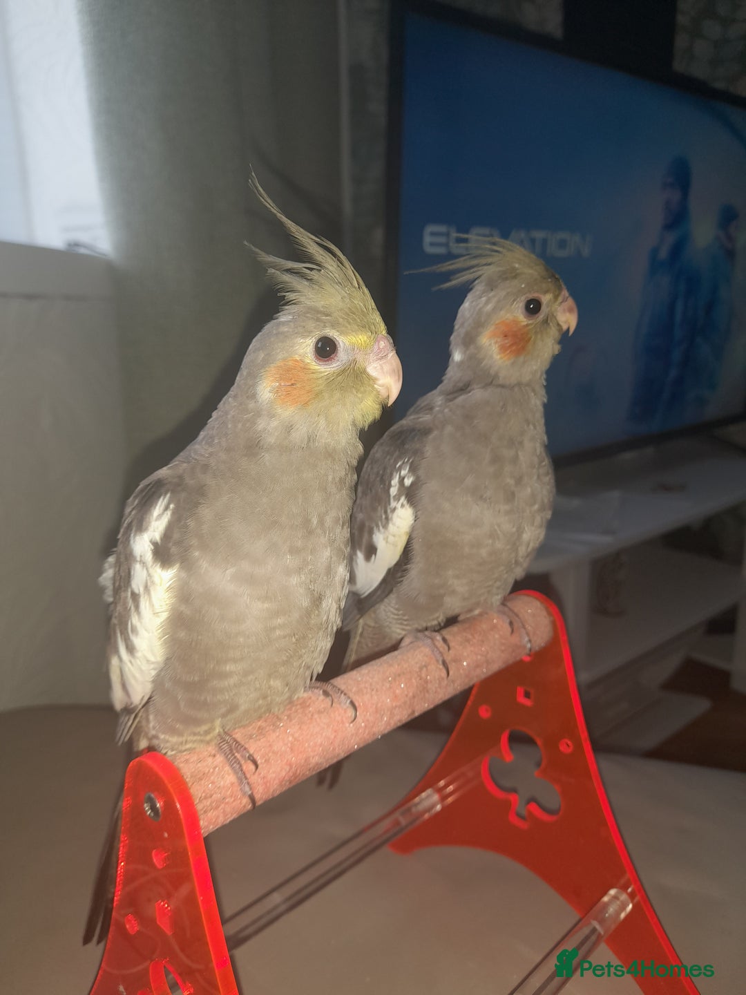 Cockatiels birds for sale: Male Cockatiels 8 weeks old - Image 6