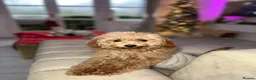 Toy Poodle dogs for sale: Toy pudle in London - Advert 1